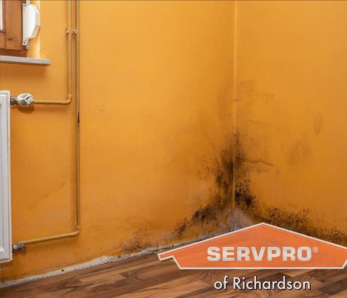 mold growth in home wall