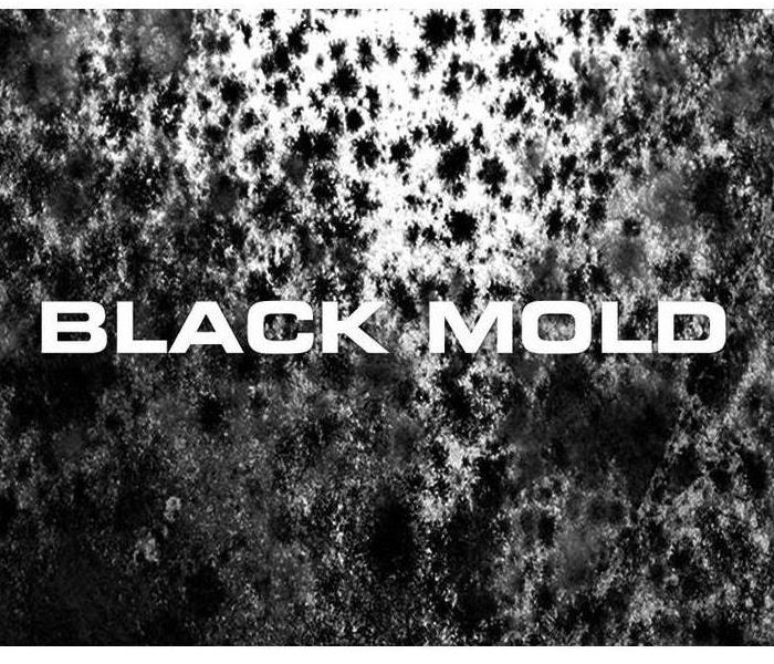 Black Mold 